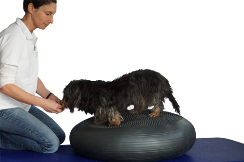 Hunde Physiotherapie von Nicole Bonitz. Krankengymnastik für Ihren Hund!