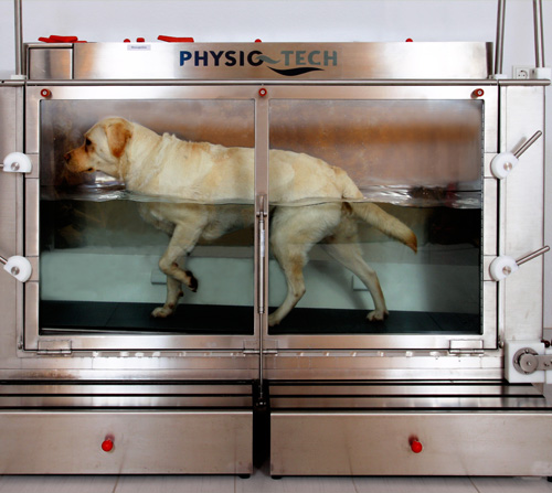 Hunde Physiotherapie von Nicole Bonitz. Krankengymnastik für Ihren Hund!